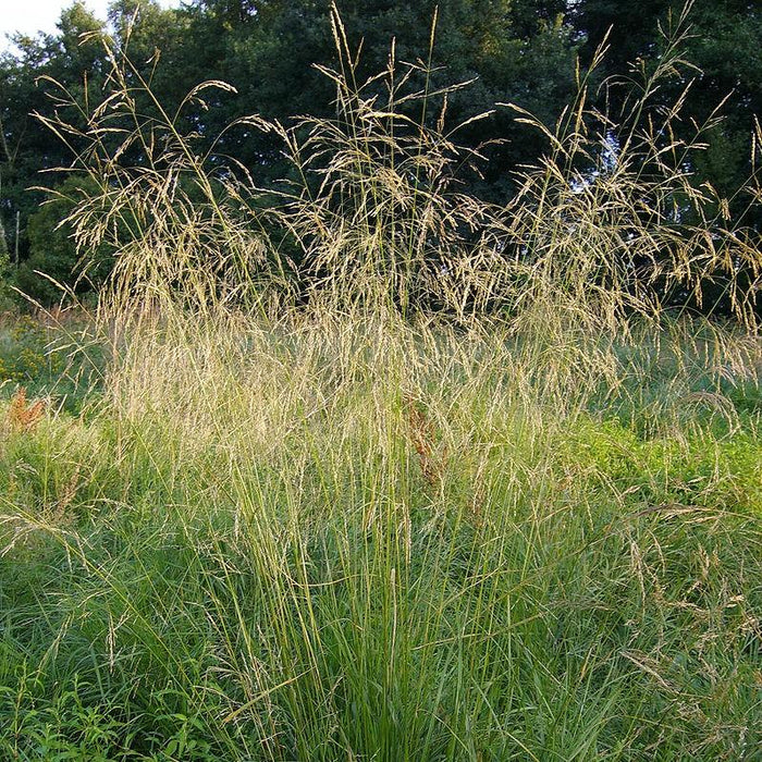 Grass, Tufted Hairgrass