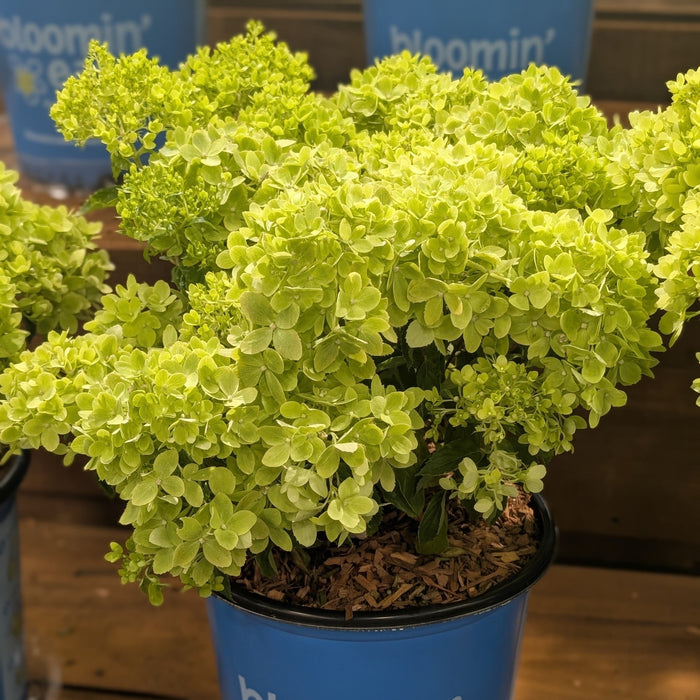 Hydrangea, Bloomin' Easy® Bubble Bath™ Hydrangea