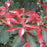 Andromeda, Mountain Fire Pieris