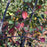 Serviceberry, Autumn Brilliance Shadblow Serviceberry