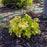 Coral Bells, Guacamole Heuchera