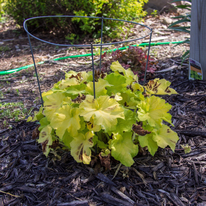 Coral Bells, Guacamole Heuchera