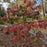 Dogwood, Cherokee Brave Dogwood