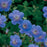 Cranesbill, Rozanne Cranesbill