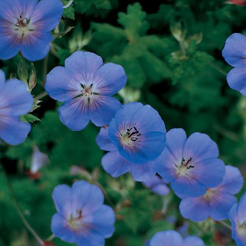 Cranesbill, Rozanne Cranesbill