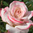 Rose, Pinkerbelle™ Rose