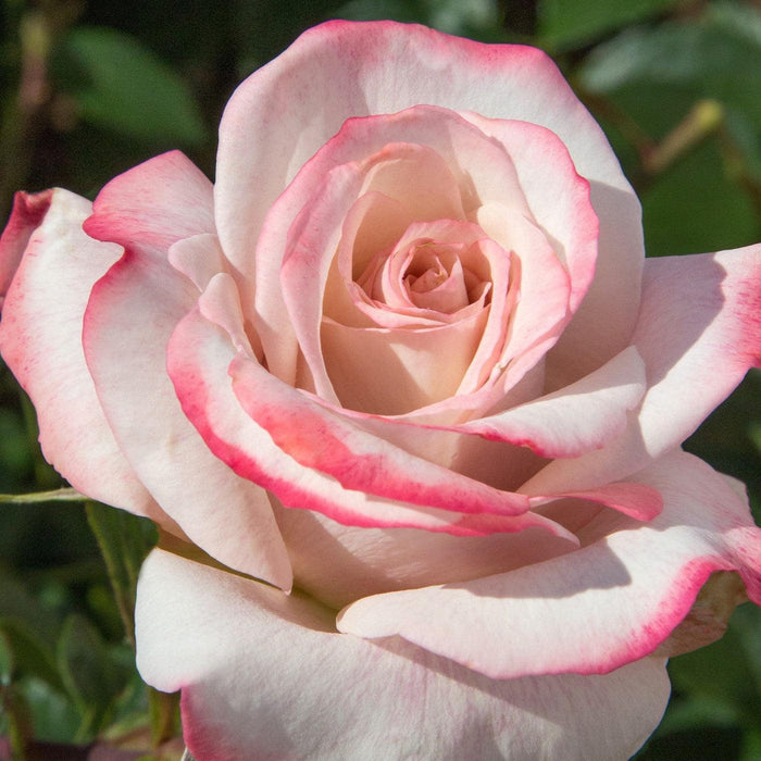 Rose, Pinkerbelle™ Rose