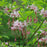 Azalea, Pinxterbloom Azalea