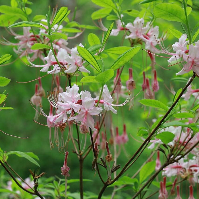 Azalea, Pinxterbloom Azalea