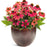 Coneflower, PW® Summersong™ Firefinch™ Coneflower