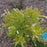 Spirea, Gold Thread™ Spirea, Mellow Yellow Spiraea