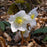 Hellebore, HGC® Jacob Christmas Rose