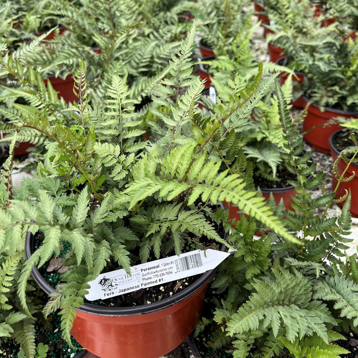 Fern, Japanese Painted Fern