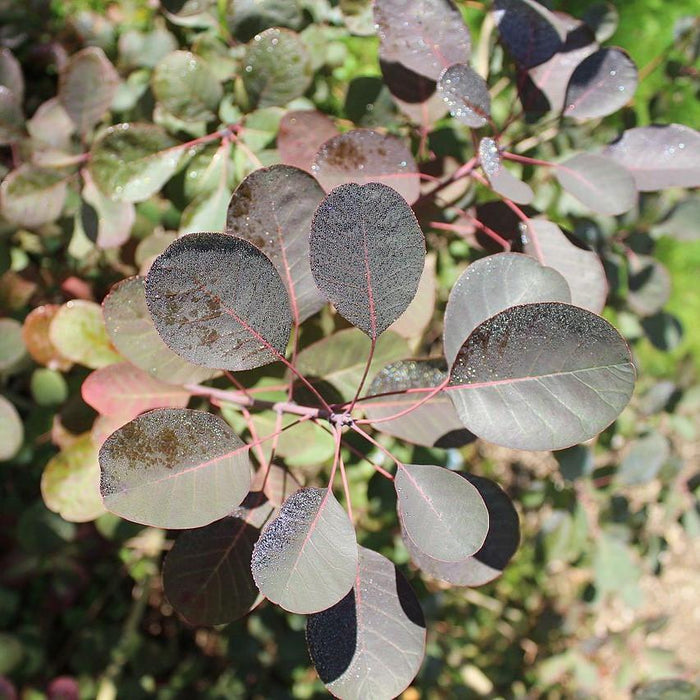 Smoke Tree, Royal Purple Smoke Tree