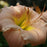 Daylily, Barbara Mitchell Daylily