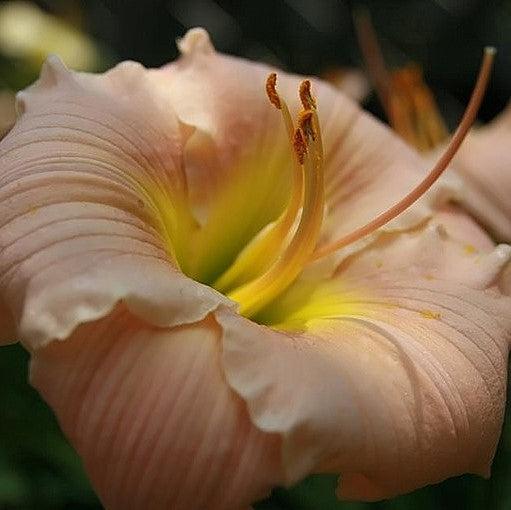 Daylily, Barbara Mitchell Daylily