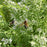 Mountain Mint, Hairy Mountain Mint
