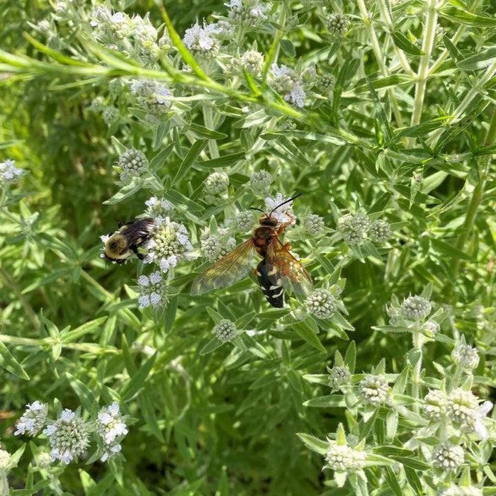Mountain Mint, Hairy Mountain Mint