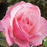 Rose, First Prize Hybrid Tea Rose