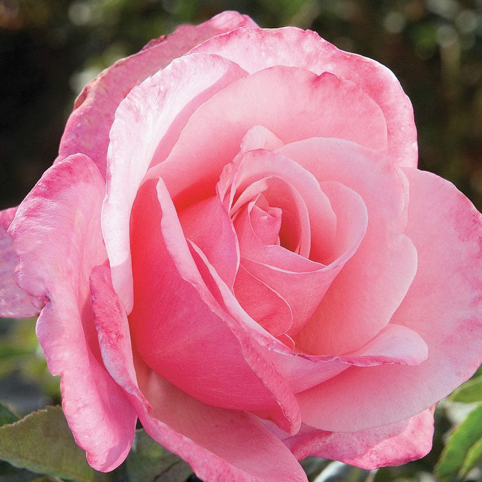 Rose, First Prize Hybrid Tea Rose