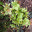 Hellebore, HGC® Champion Lenten Rose