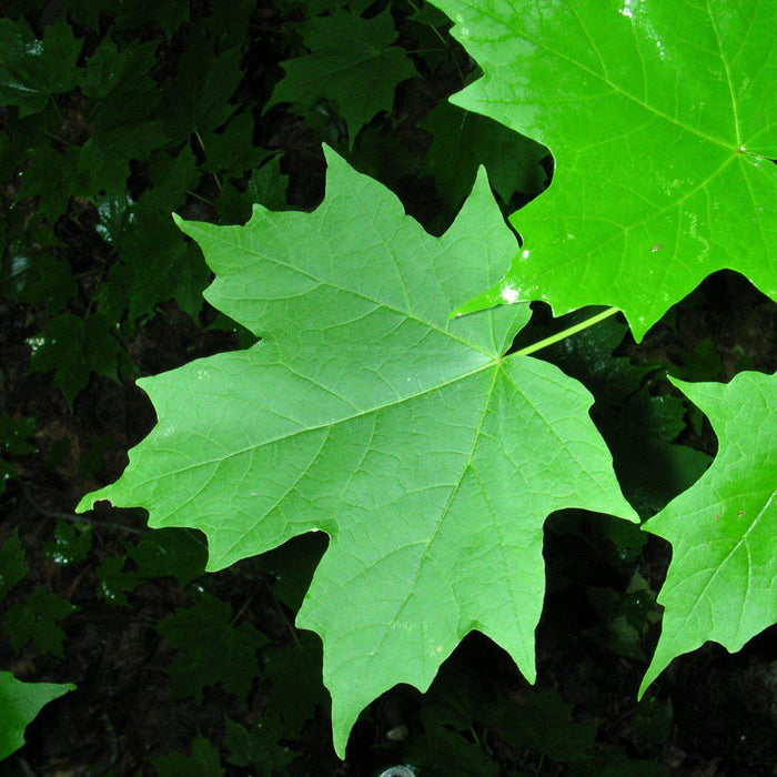 Maple, Sugar Maple