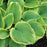 Hosta, Fragrant Bouquet Hosta