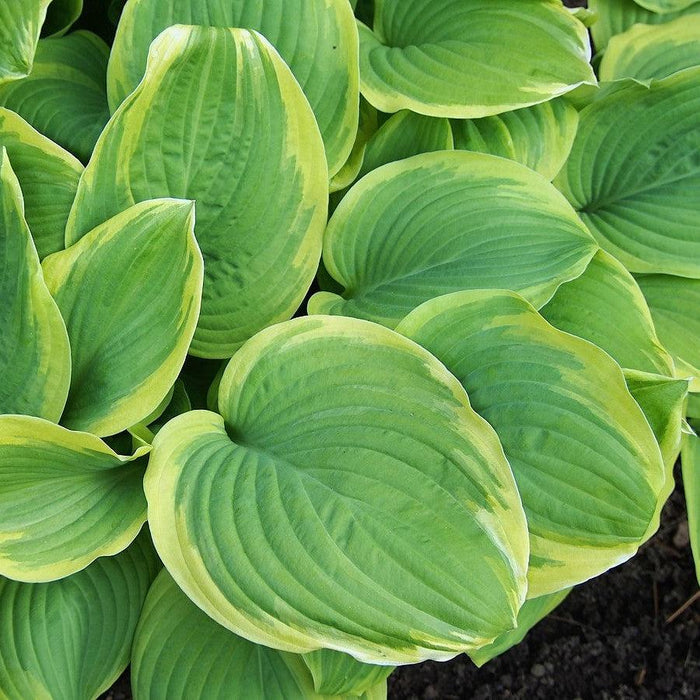 Hosta, Fragrant Bouquet Hosta