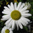 Nipponanthemum niponicum  - Nippon Daisy
