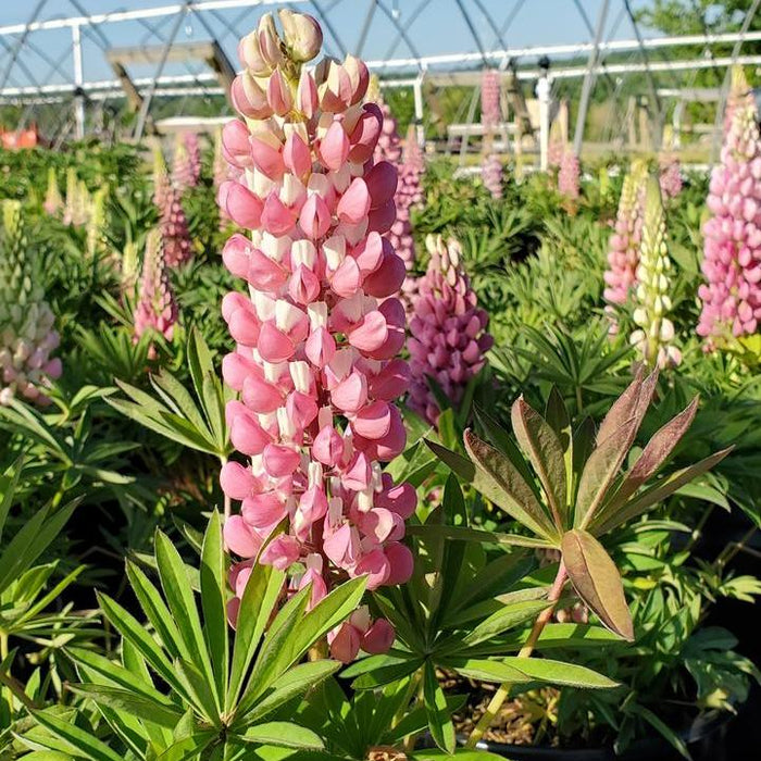 Lupine, Gallery Pink Lupine