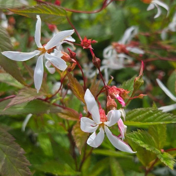 Porteranthus trifoliatus  - Bowman's Root