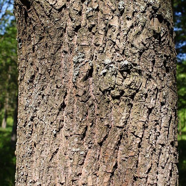 Oak, Scarlet Oak