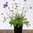 Scabiosa columbaria 'Butterfly Blue'  - Butterfly Blue Pincushion Flower