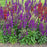 Cardinal Flower, Starship™ Blue Cardinal Flower