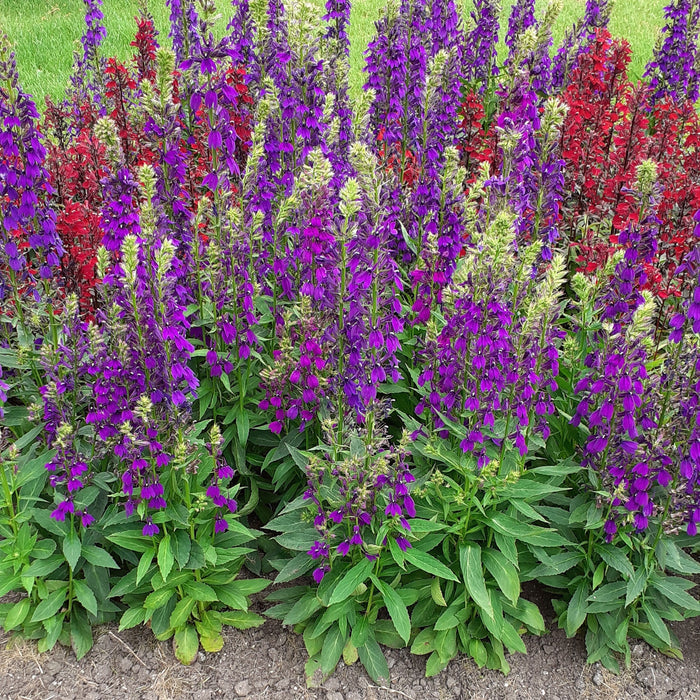 Cardinal Flower, Starship™ Blue Cardinal Flower