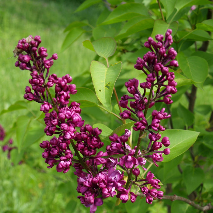 Lilac, Virtual Violet Lilac