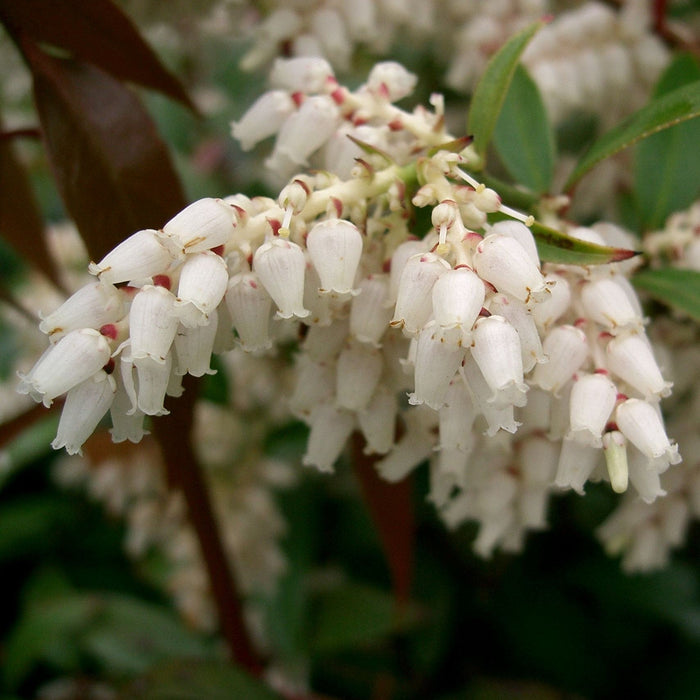 Leucothoe, Coastal Leucothoe
