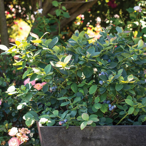 Blueberry, Silver Dollar - Half Highbush, 2 gal (15-18 in.)