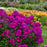 Phlox, Luminary® Ultraviolet Phlox
