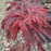 Maple, Red Dragon Japanese Maple