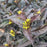 Honeysuckle, Kodiak® Jet Black Honeysuckle