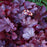 Coral Bells, CITY™ Shanghai Heuchera