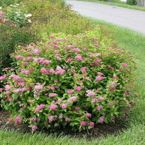 Spirea, Double Play® Big Bang Spirea
