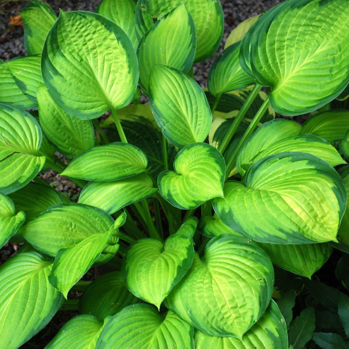 Hosta, Guacamole Hosta