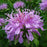 Bee Balm, Sugar Buzz® Blue Moon Bee Balm