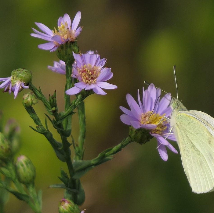 Aster, Smooth Aster