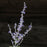 Russian Sage