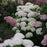 Hydrangea, Invincibelle® Wee White Smooth Hydrangea