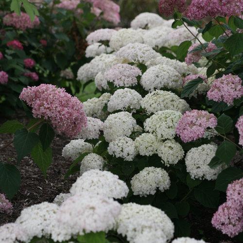 Hydrangea, Invincibelle® Wee White Smooth Hydrangea