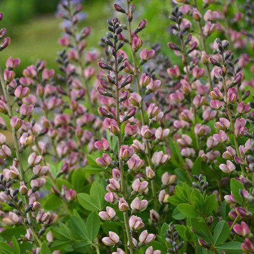 Baptisia, PW® Decadence® Deluxe Pink Truffles False Indigo